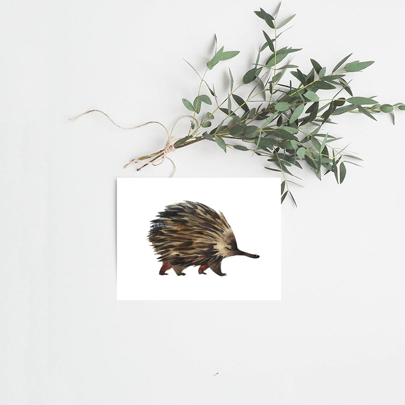 Echidna